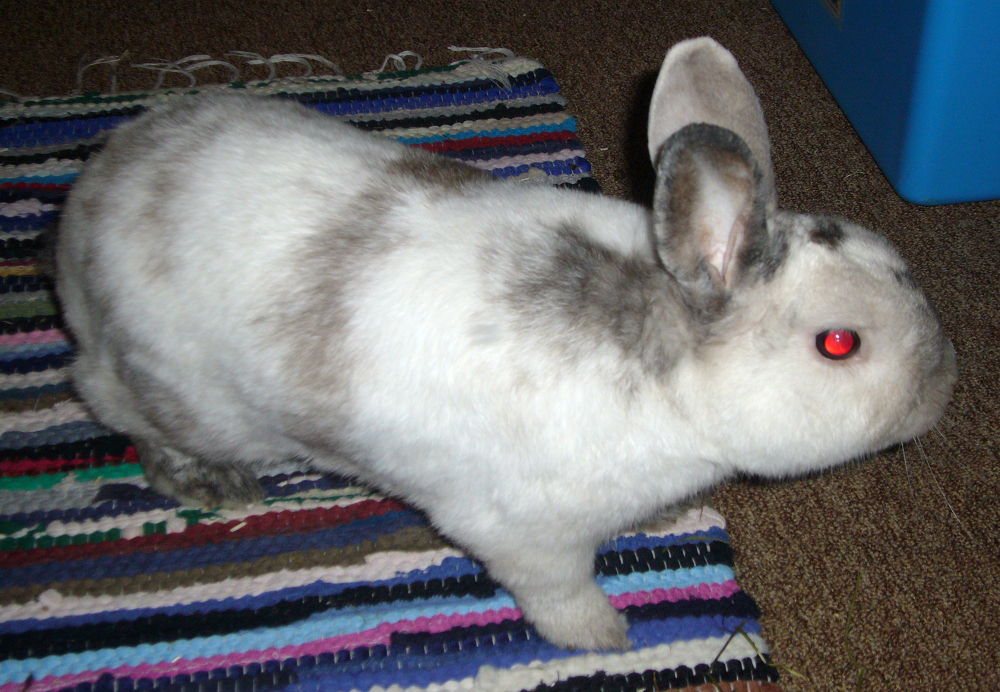 Bild eines Kaninchens