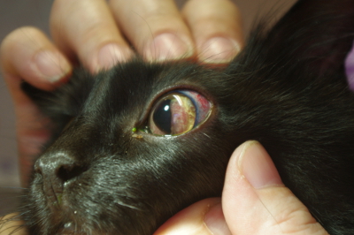 Bild einer Augenentzündung bei einer Katze