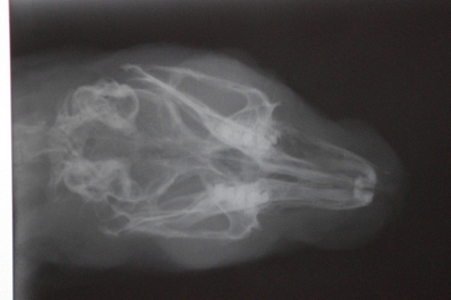 Röntgenbild eines Schädels