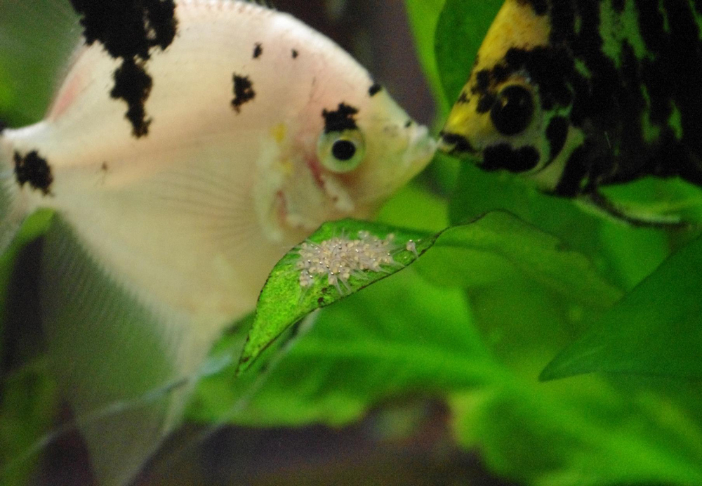 Fischbild