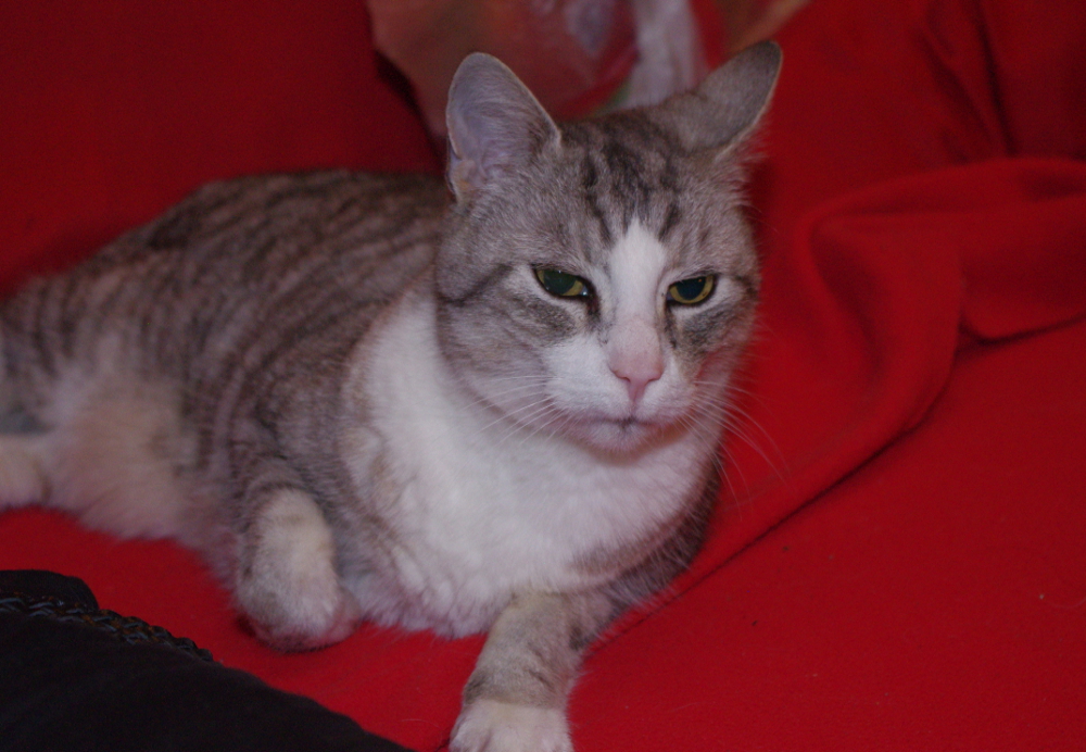 Katzenbild